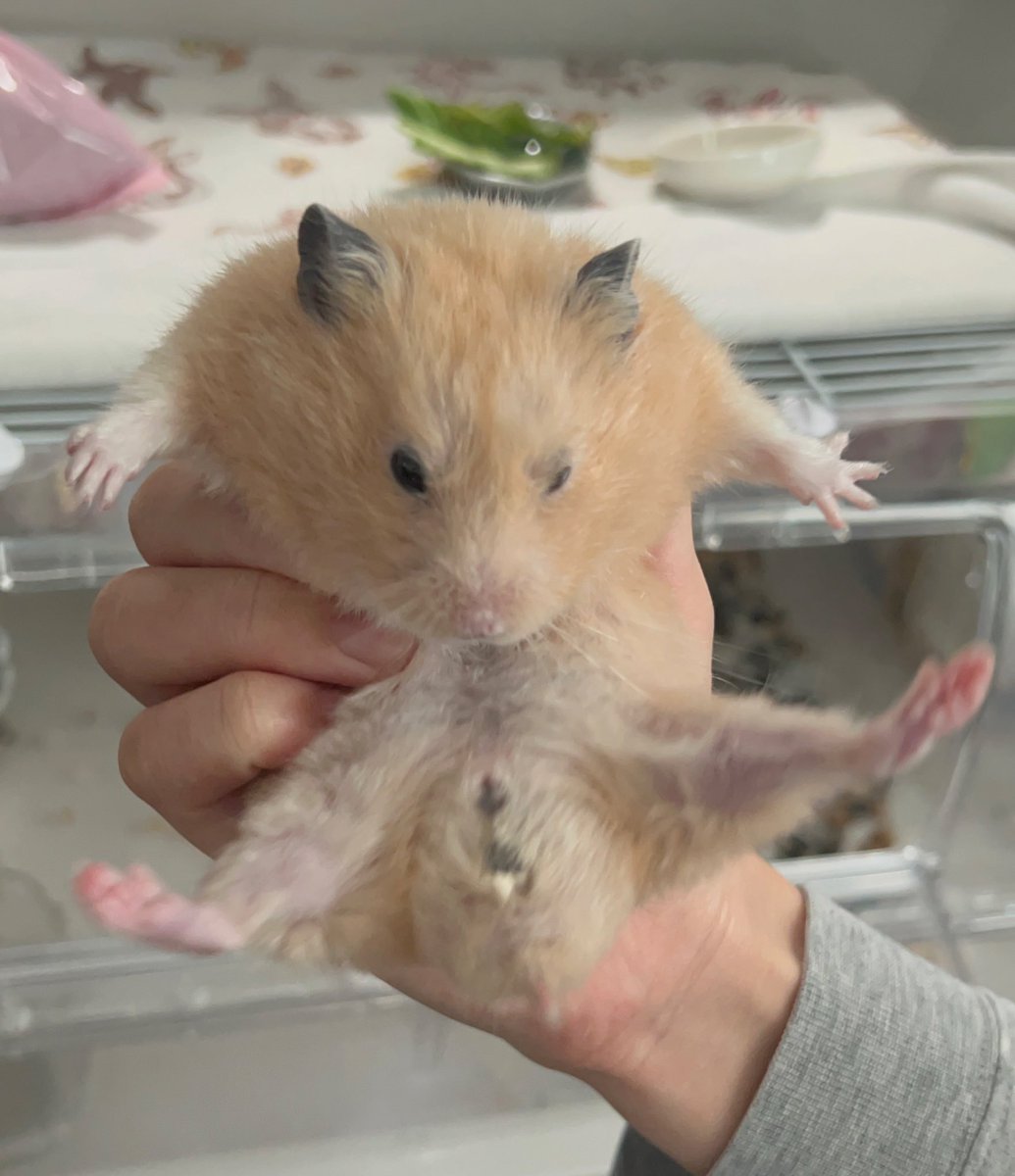 百獣の王 (@daitokaisaitama) / Posts / X