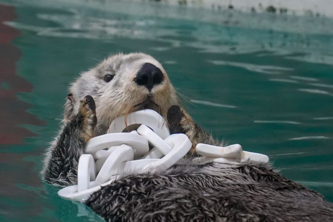 おもちゃ2個乗せキラちゃん #鳥羽水族館 #キラちゃん