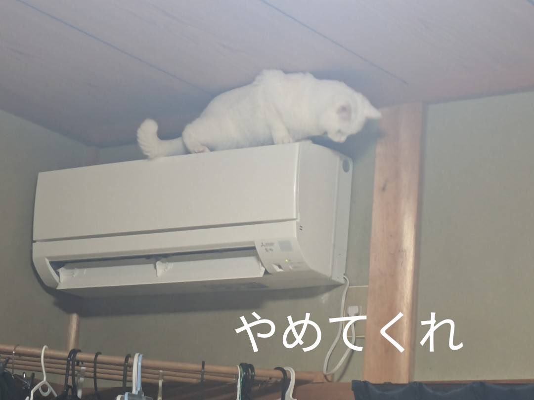 母から送られてきたシロさん