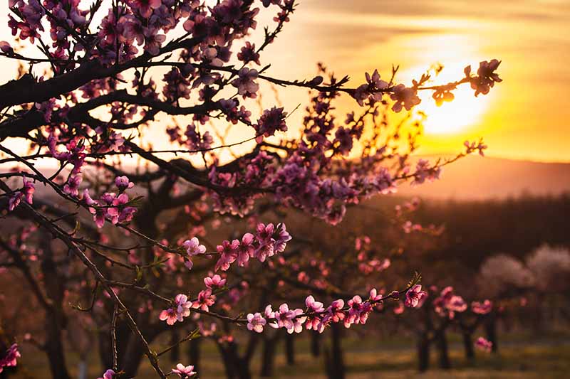 Gardeners_Path_'s tweet image. #What Are Fruit Tree Guilds? Learn How to Start Your Own - Fruit tree guilds offer an excellent way to create healthier, more resilient gardens. Learn how to design and plant your own now on Gardener's Path. gardenerspath.com/plants/fruit-t… #fruittrees #growyourown