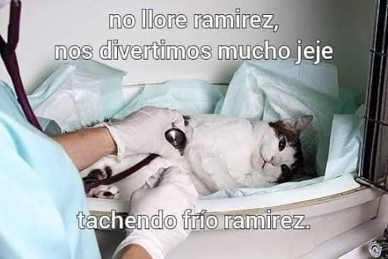 consome panchi (@wolfen123) on Twitter photo 