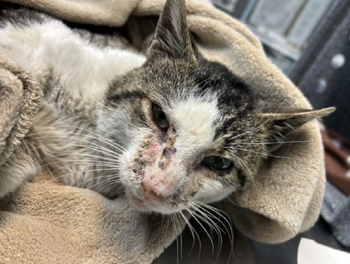 JLthekid9999's tweet photo. 🆘🆘 PHIL (ID 246355), 5 YO, MALE– IN MANHATTAN ACC - came into the shelter as a stray on 1/27/2026. 🆘🆘 😿 😿 😿 😿
➡️TBD 2/21/26
➡️NEW HOPE PARTNER RESCUE ONLY
➡️ 🆘🆘 1ST Chance on Emergency Placement List – VERY URGENT – 🆘🆘 😱🔥🔥😱
➡️ 24 DAYS IN SHELTER – TOO LONG – TIME IS RUNNING OUT
➡️ PHIL IS ON THE EPL FOR BEHAVIORAL REASONS -He is not thriving in the care center and continues to display distance-increasing behavior when approached for interactions. He has not warmed up despite staff using treats to build a positive association. This designation often means that the cat will be given very little time for rescue/foster/adoption. 🔥🔥🔥🔥
A volunteer writes: Phil must've done the best he could during the snowstorm, but for two days afterward he found himself under a car where he cried alone for two whole days. Believed to be left behind when his guardian moved away, someone heard Phil's cries and thankfully took action. I don't know if the shelter is what Phil had in mind. In fact, I can pretty confidently say it wasn't but we also know that perspective can be elusive when you've gone through so much. Phil was calm when approached by the Good Samaritan who helped but shelter life has proven to be a challenge for this gentle hearted guy. Sitting snuggled in his cubby, Phil's reluctant to put himself out there in the same way that brought him here and hasn't been very interested in pets though he does tolerate them. Phil is FIV+ and really hopeful that someone will see that he has a lot to offer, he just needs someone to help him get started. ❤️ 😻❤️ 😻❤️ 😻
NEEDS OUT OF SHELTER ASAP –
Please RT or pledge, if you can, to save this little one.
@AdamsPaulGrimke
@mehser12
💔😿🙏Thank you