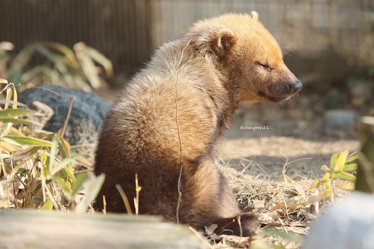 背中で語るノリマルさん #京都市動物園 #ヤブイヌ