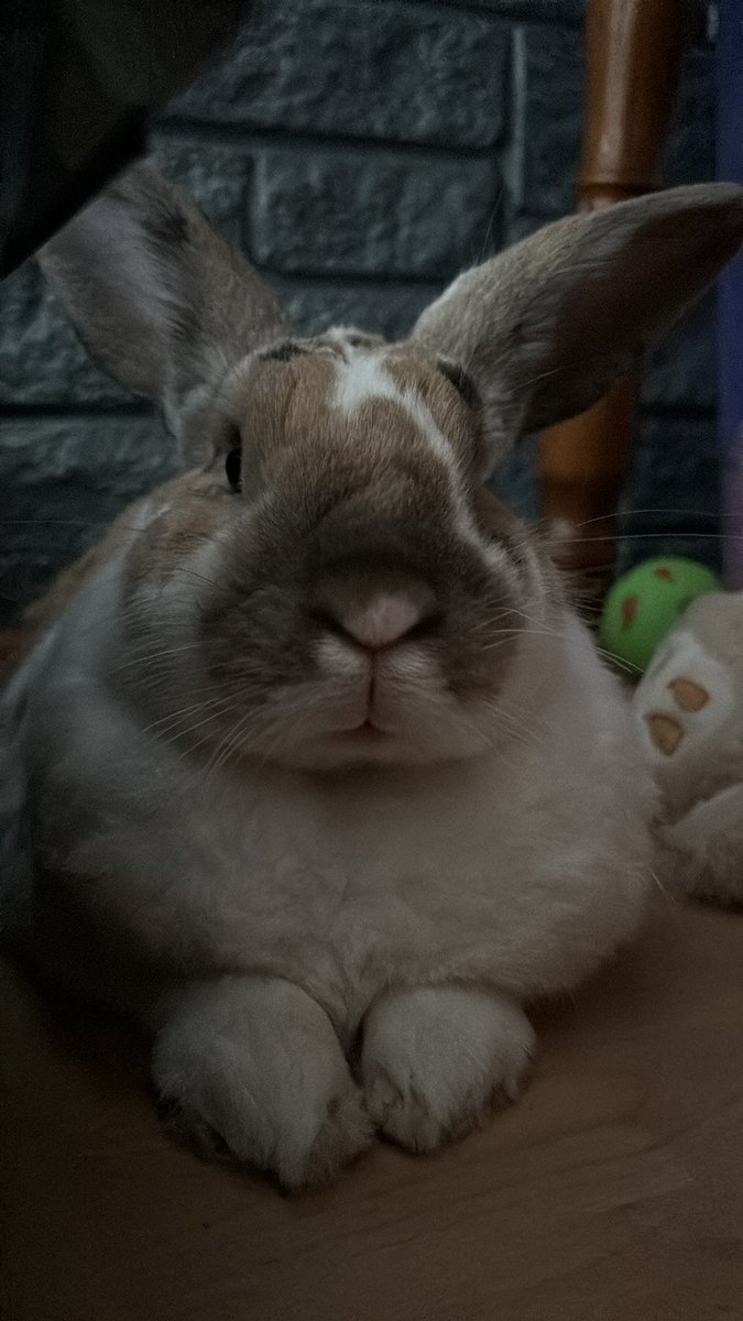 🐰Conejo MERVAL🐰 tweet media