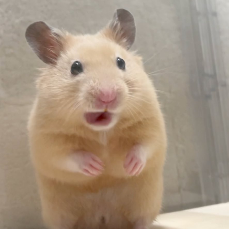 Chira/Taki (ちらたき) tweet media