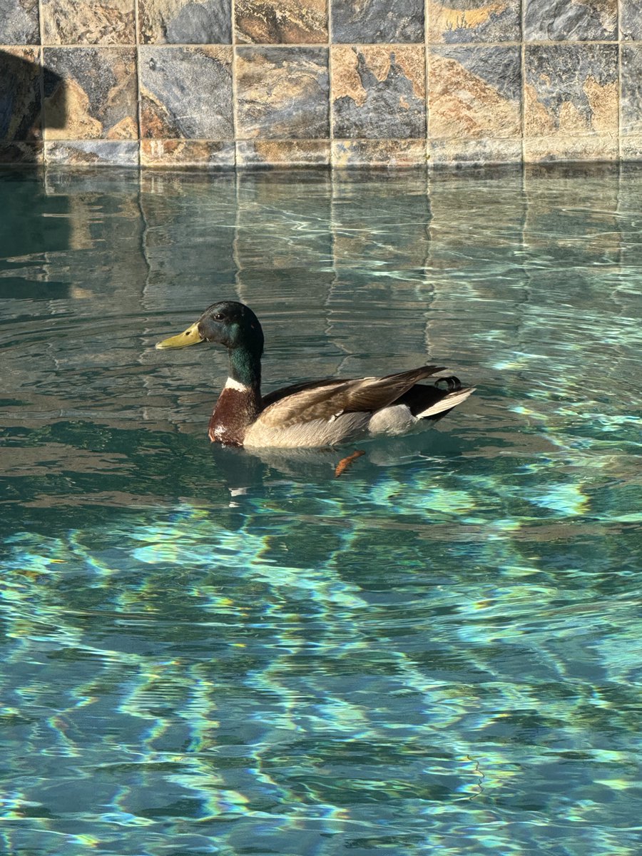 emgrillos's tweet photo. Look who showed up in the pool this morning. Floating without a care in the world. 
#emgtravelgirl https://t.co/JRAkyzB5o7
