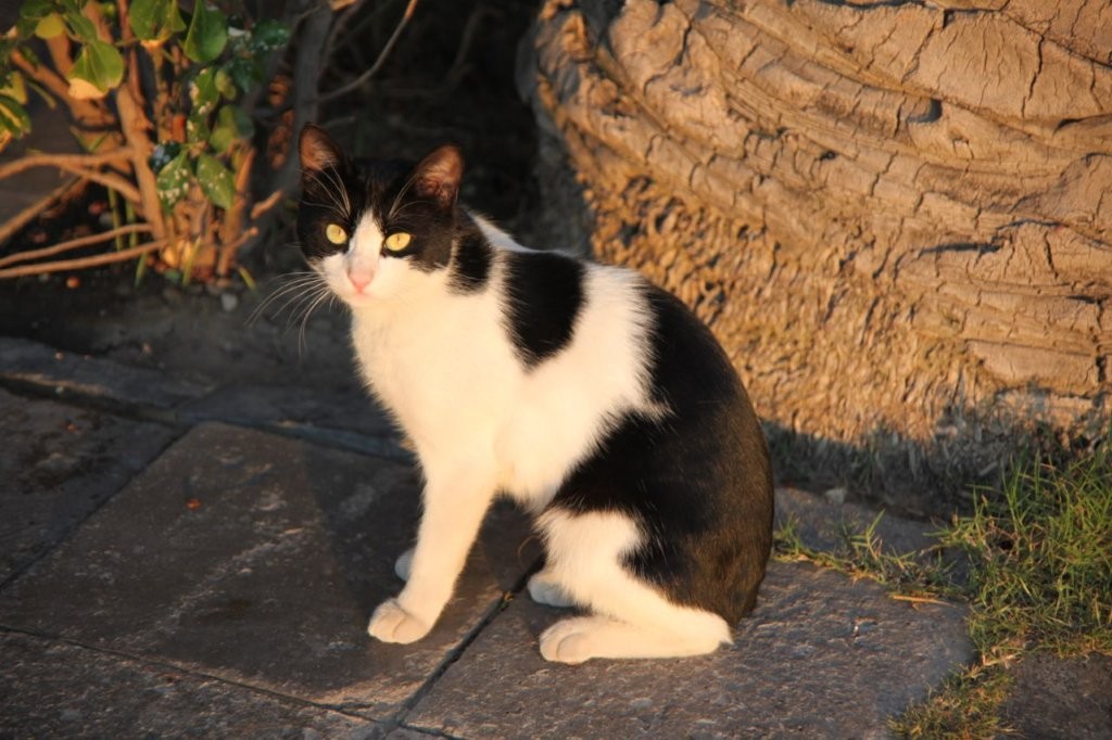 Sherman_Tree's tweet photo. @eysanaksoytr At Izmir, I met him/her on my memorable journey to Türkiye.

In central part of Osaka, Japan, it is rare to encounter stray or free-roaming cats. https://t.co/fyXTDqarcj