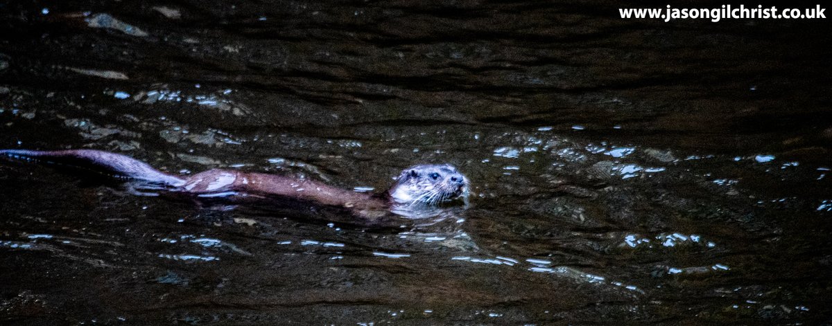 jgilchrist13's tweet photo. Otter.
Lutra lutra.
River Kelvin.
By Kelvin Hall.
Glasgow.
Scotland.
Lunchtime today.
#otter #Lutralutra #MammalWatching #Glasgow #Scotland #TwitterNatureCommunity https://t.co/H7XOZD8byd