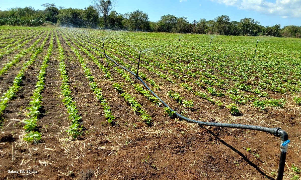 #PoderPopularAmancio🇨🇺
En Amancio como en el pais hacer agricultura sin combustible, es muy difícil, pero cuando existe la voluntad de nuestros productores; siempre se puede más.