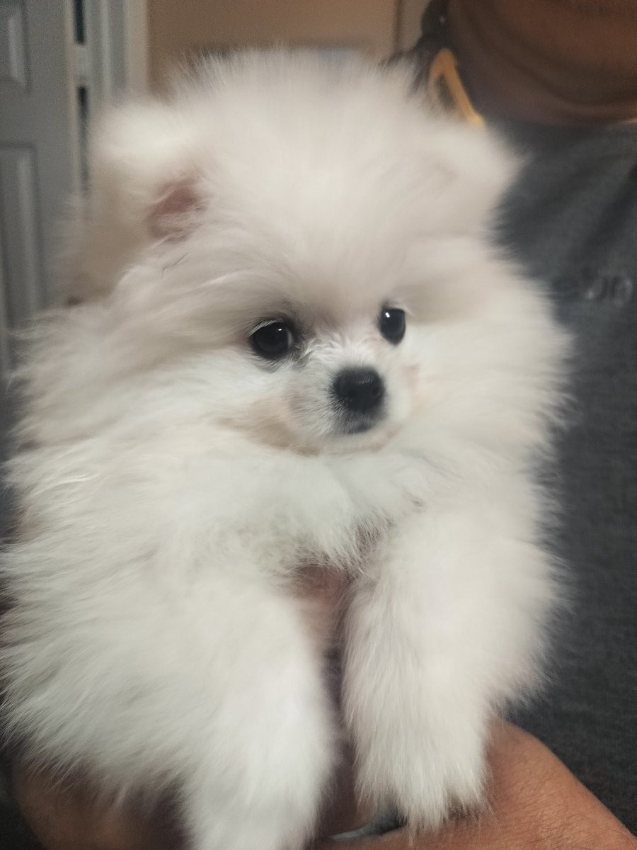 XRPPOMMom's tweet photo. @DefiyantlyFree This puppy does it too #pommom https://t.co/J00LfJyZ11