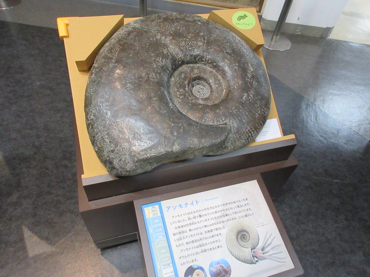 まさに、菊石。縫合線が全域に現れた見事な美品、マダガスカル産