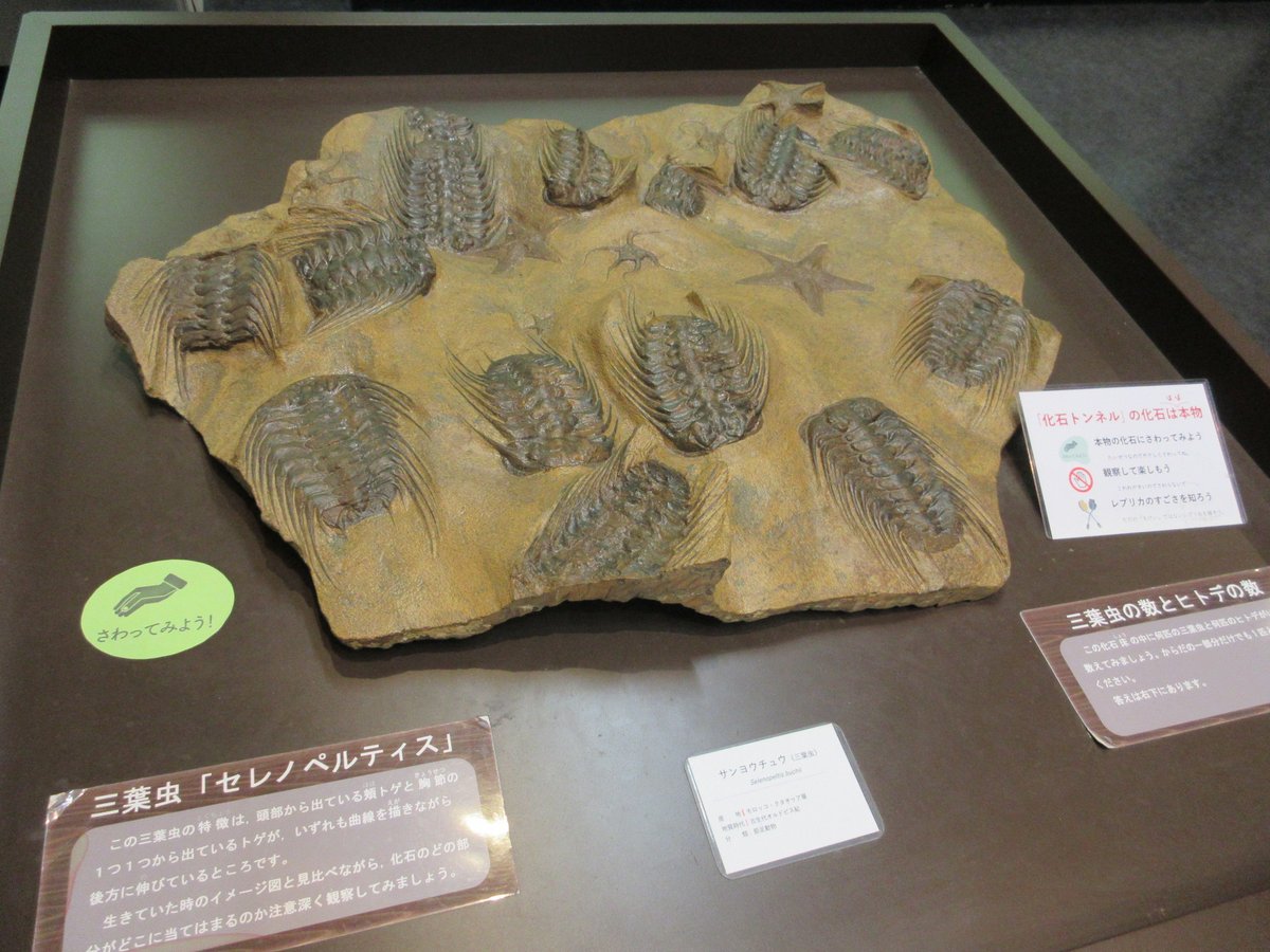 三葉虫（セレノペルティス）の群れがヒトデと一緒に泥岩の層でまとまっ