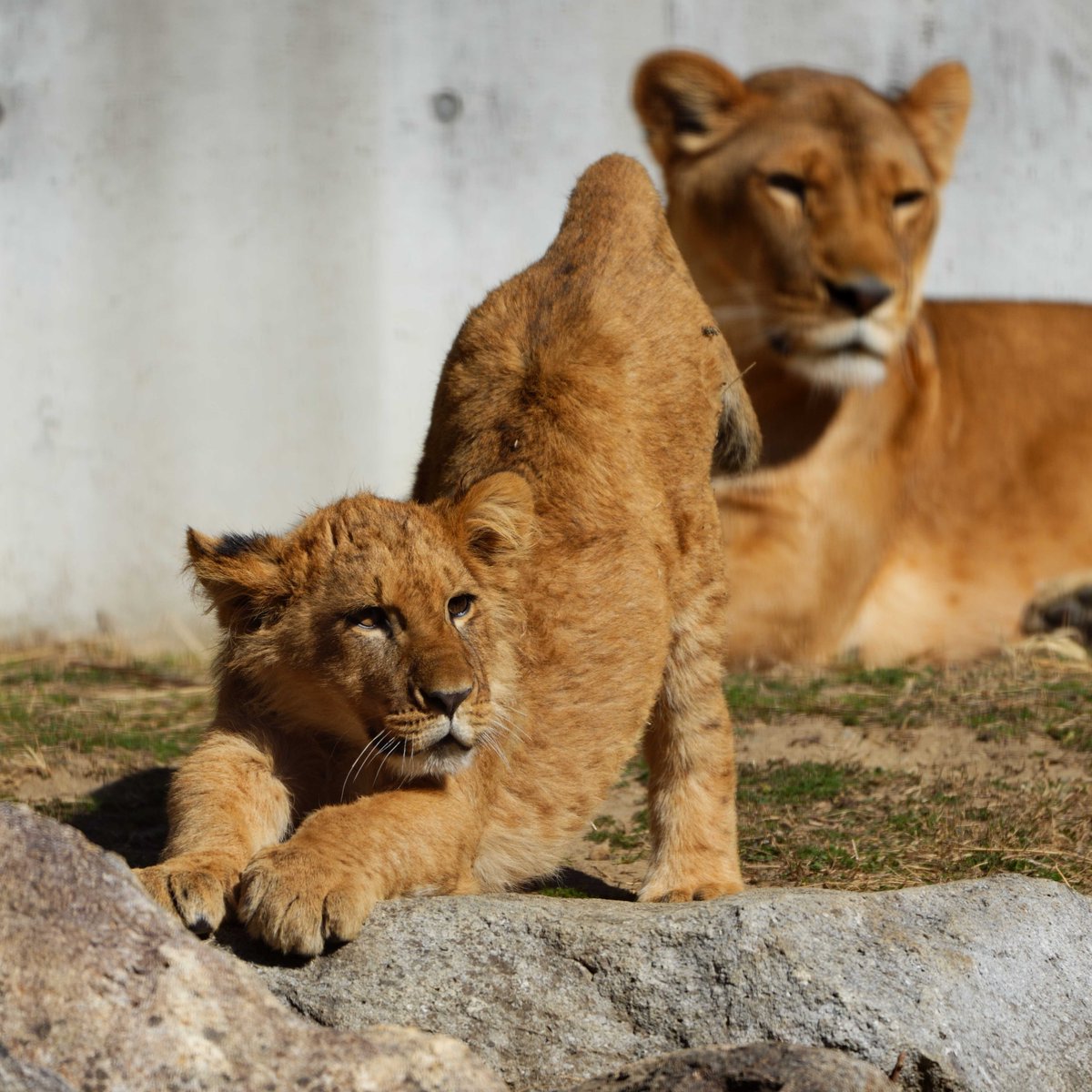 今日も一日、気合入れていくぞ！ #のんほいパーク #ライオン