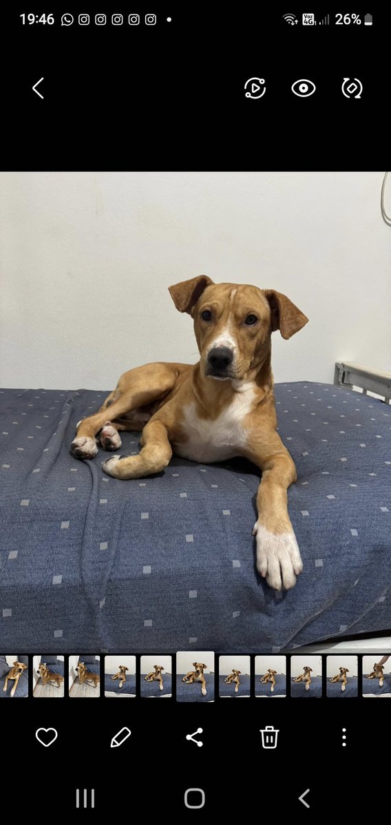 ¡¡NO PUEDEN TENERLO!!
ME AYUDAN🙏
‼️Se busca a su familia y TRÁNSITO‼️ 
MACHO SIN CASTRAR ENCONTRADO HOY 19/2/26 EN LA PAMPA Y CASTAÑEDA (BELGRANO)CABA
¡Es buenísimo y cariñoso!🙃 8/10 meses.18 kg
Si es tuyo o podés transitarlo (GASTOS CUBIERTOS INCLUIDA CASTRACIÓN)
➡️1163064162