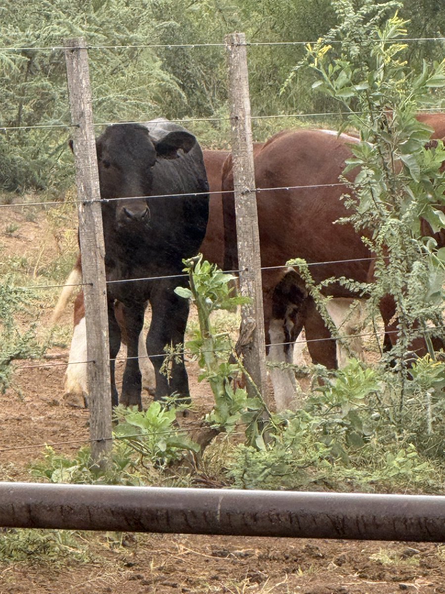 Osvaldo W. Luna 🌳🌾🐂 🇦🇷 tweet media