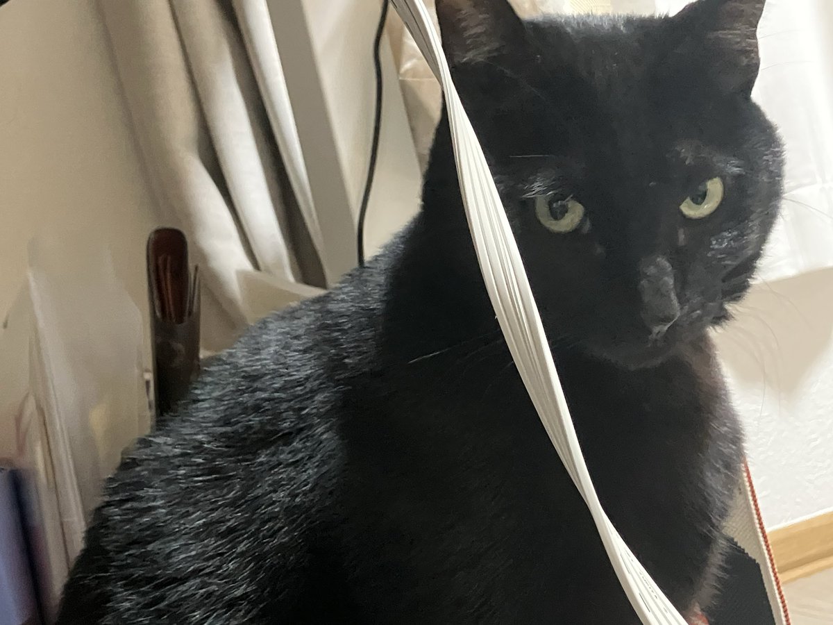 コードの影からキリリにゃん