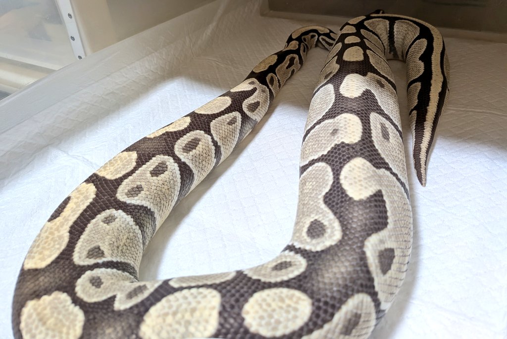 バナナ@バナナの家 tweet media