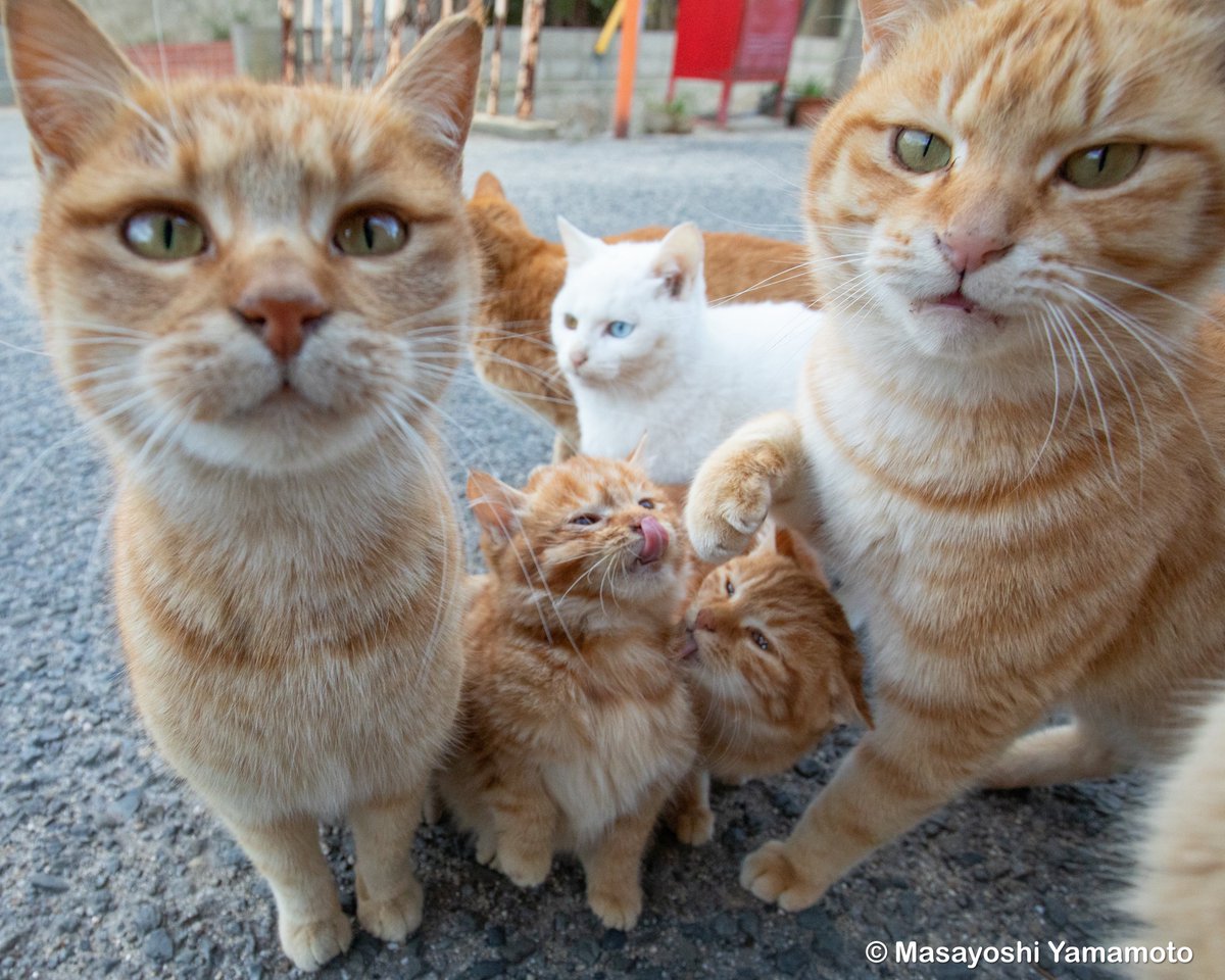 はぁぁ〜 かわいくてため息でる🫠 おすすめで猫ちゃんたくさん上がって