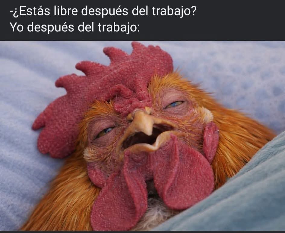 El Meme (@memessv7) on Twitter photo 