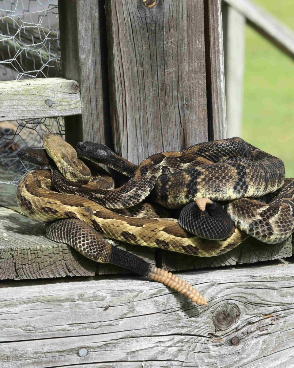 Oxford American tweet media