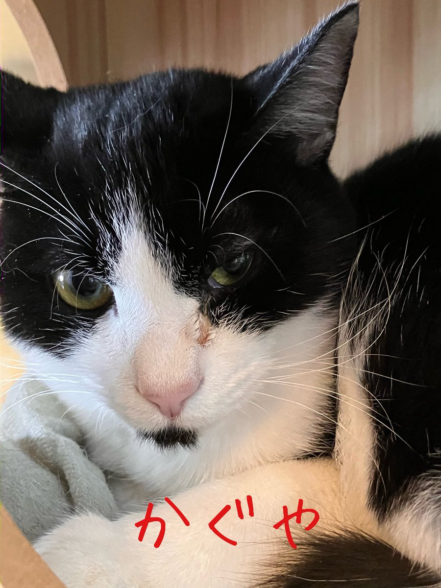 非営利型 一般社団法人 ねこたまご (@nekotamago_) / Posts / X