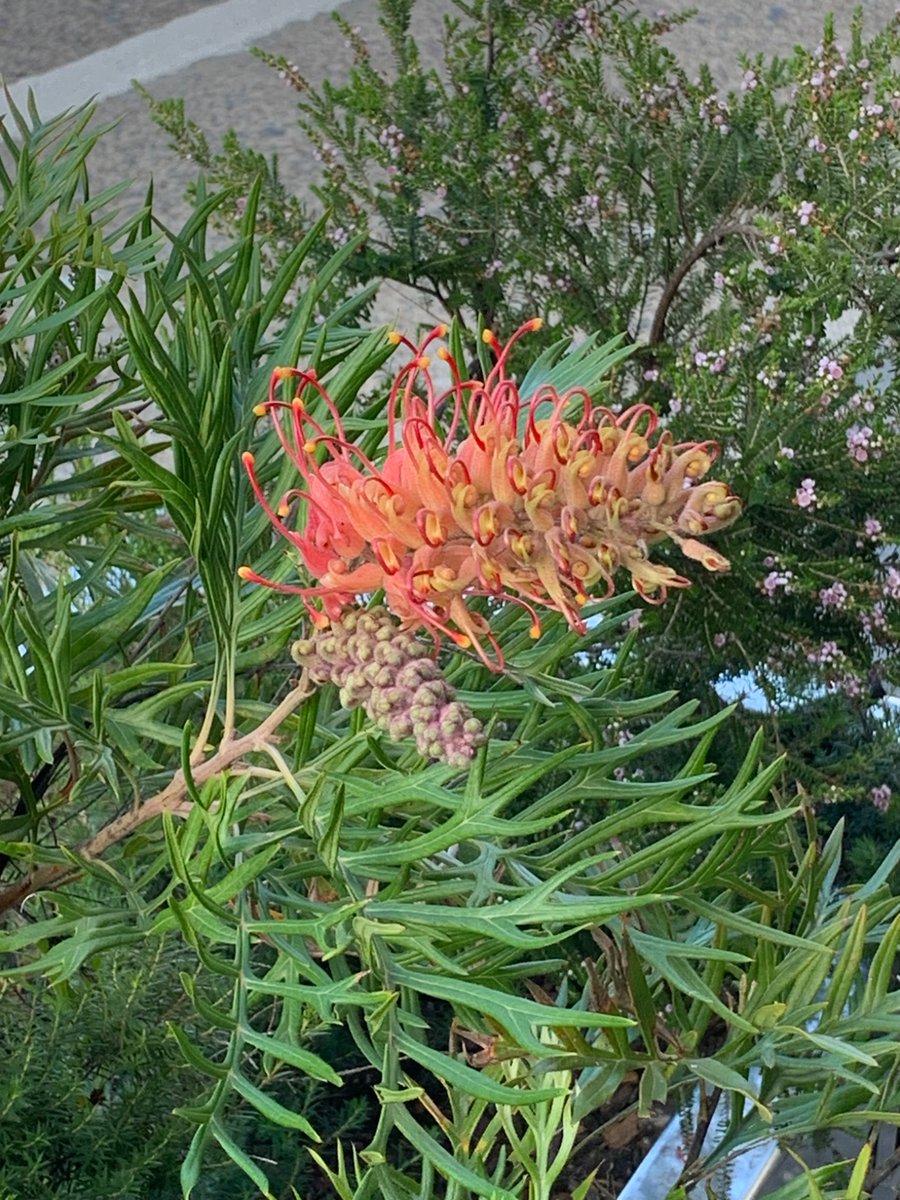 These are two photos I took of a Grevillea Hybrid. Photo credit: Rebecca White, 2/2/26.