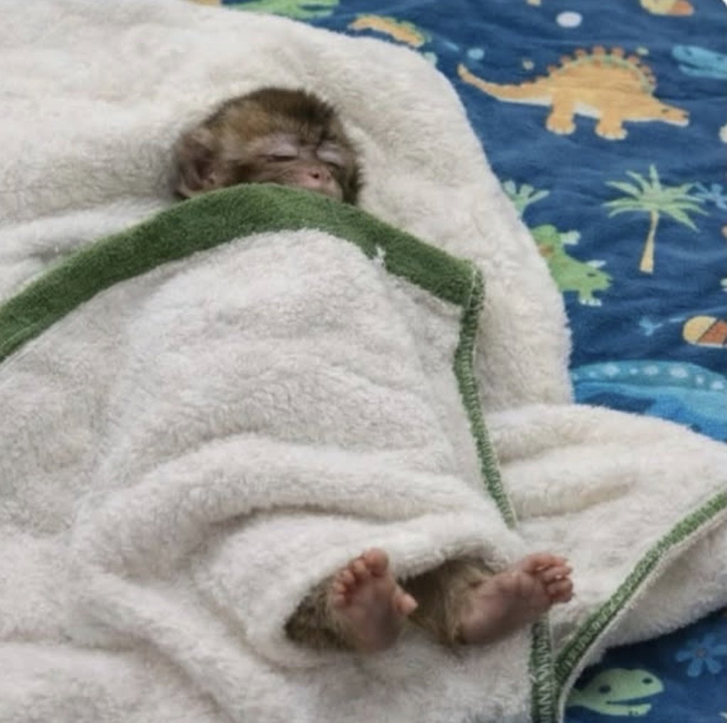 Salim Ali (@salim_aii) on Twitter photo 