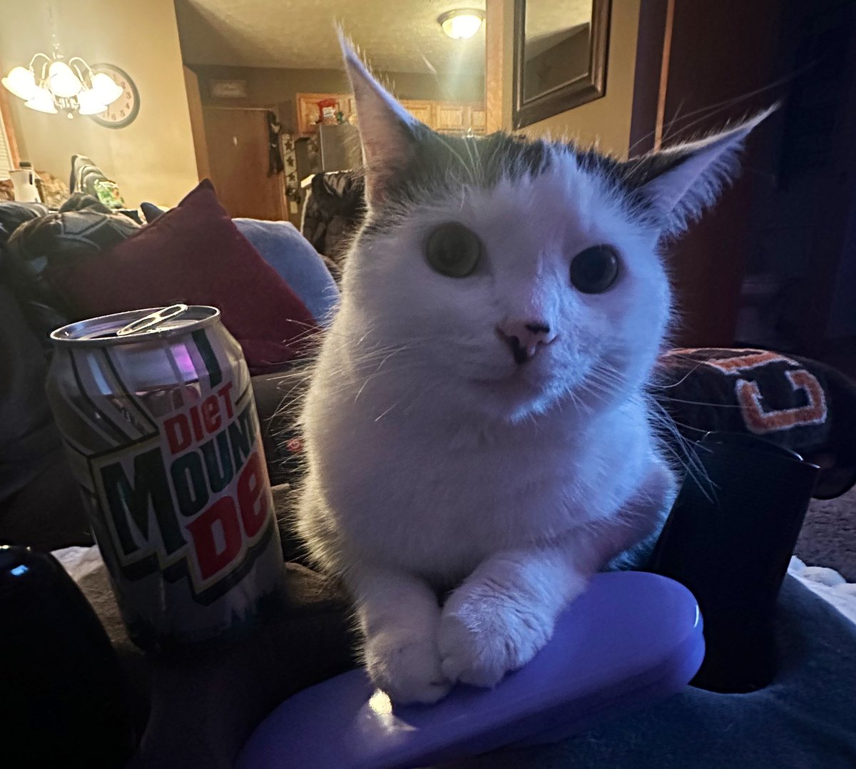 “The Show” Robby Starr tweet media