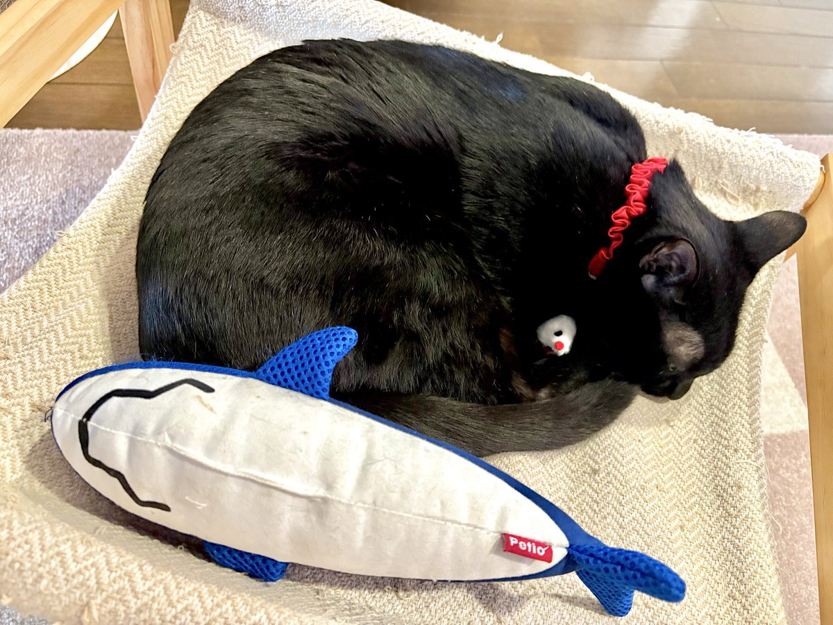 SenLxh's tweet photo. ネズミのおもちゃで遊んだ後、大事に抱いて二度寝に入る可愛い兄猫。
誤飲が怖いから、出勤前にネズミは回収させてもらったけど、なんで可愛いんだ。 https://t.co/7M5V7RPhUL