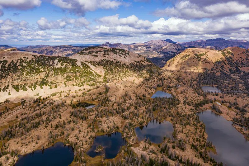 Western North American Naturalist tweet media