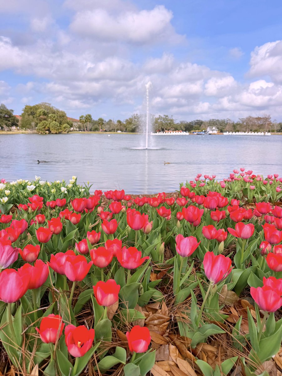 David Nola tweet media