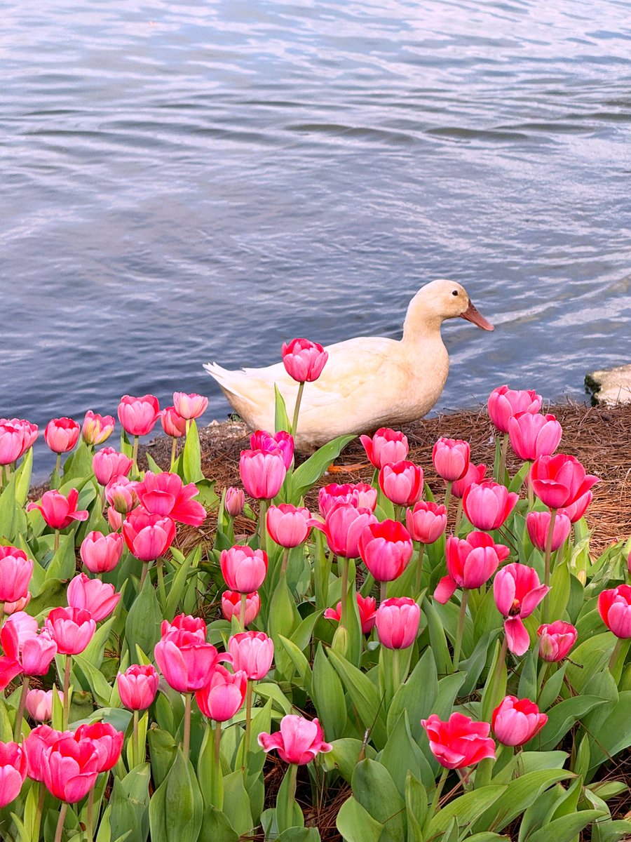 David Nola tweet media