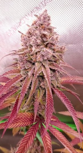 SgtSadistic tweet media