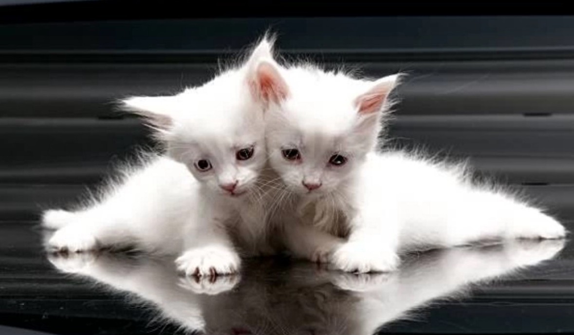 EISzX8OZtHNbF6O おはようございます 榎本様 可愛い猫ちゃんの画像