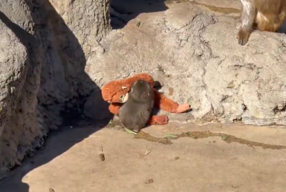 ตอนน้องพั้นโดนลิงโตลาก ละวิ่งไปหลบที่ไกลๆคนเดียว ดูขนาดตัวน้องพั้น…น้องตัวเล็กแค่นี้เอง🥺 รู้ว่าเป็นปกติของชนชั้นลิง ต้องเข้าฝูง ได้รับการยอมรับ มีอาณาเขต แต่ในคลิปทำแรงมากนะ น้องก็อยุนิ่งๆ การที่มีคนเป็นห่วงก็ดีแล้ว น้องอายุน้อย ตัวเล็ก จะรอให้บาดเจ็บกว่านี้ค่อยเป็นห่วงก็ไม่ใช่