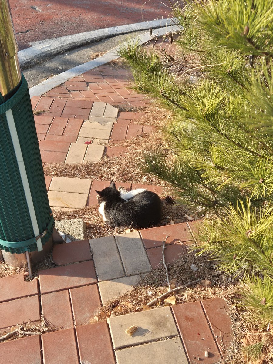 Creatio_'s tweet image. 계단을 가로막고 볕을 쬐고있는 길냥이와의 조우.