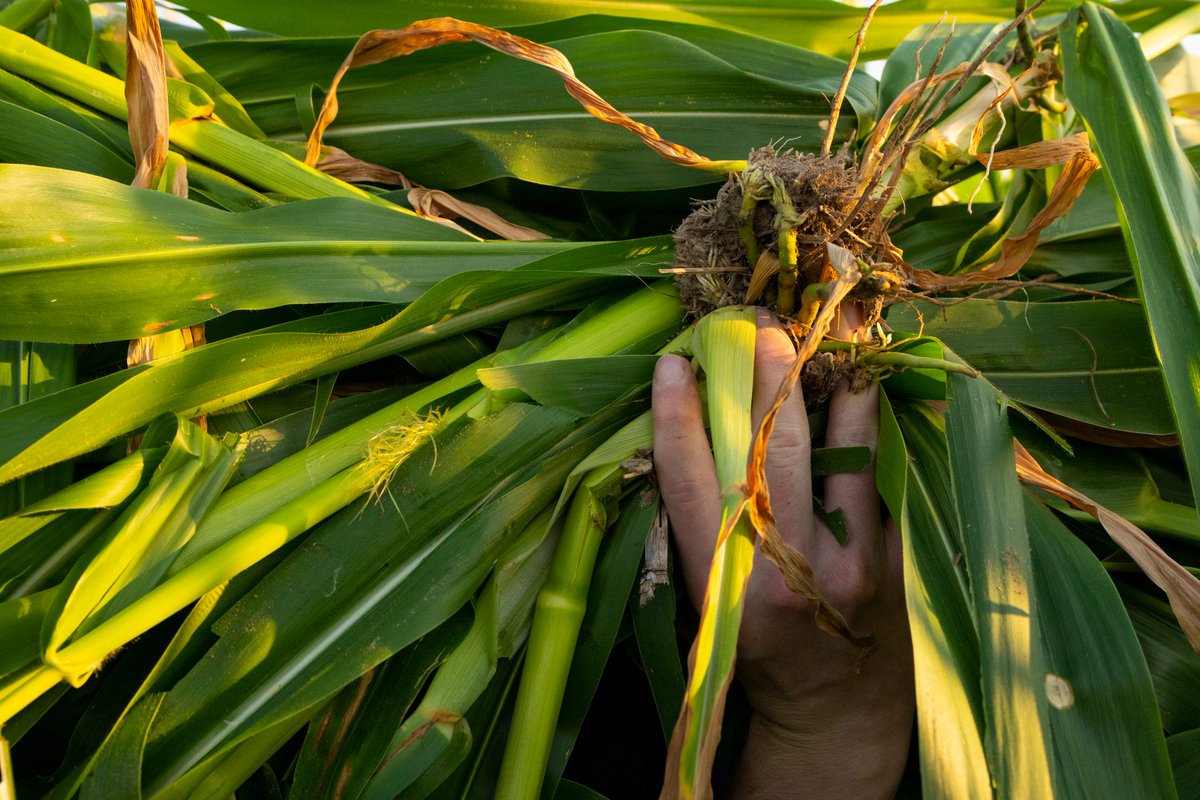 Texas A&M AgriLife Research tweet media