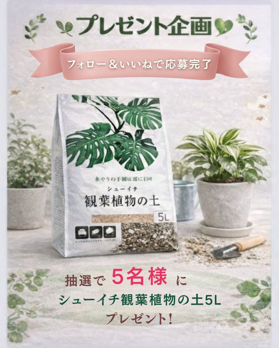 setogaharakaen's tweet photo. 🎁プレゼント企画🎁
シューイチ 観葉植物の土 5L を
抽選で5名様にプレゼント！
堆肥不使用で、室内でも管理しやすい観葉植物向け培養土です🌿
【応募方法】
① @setogaharakaen をフォロー
② この投稿にいいね
【応募締切】
2月25日（水）まで
観葉植物の植え替えにぜひどうぞ。
#プレゼント企画 https://t.co/z3oYNSn7pn