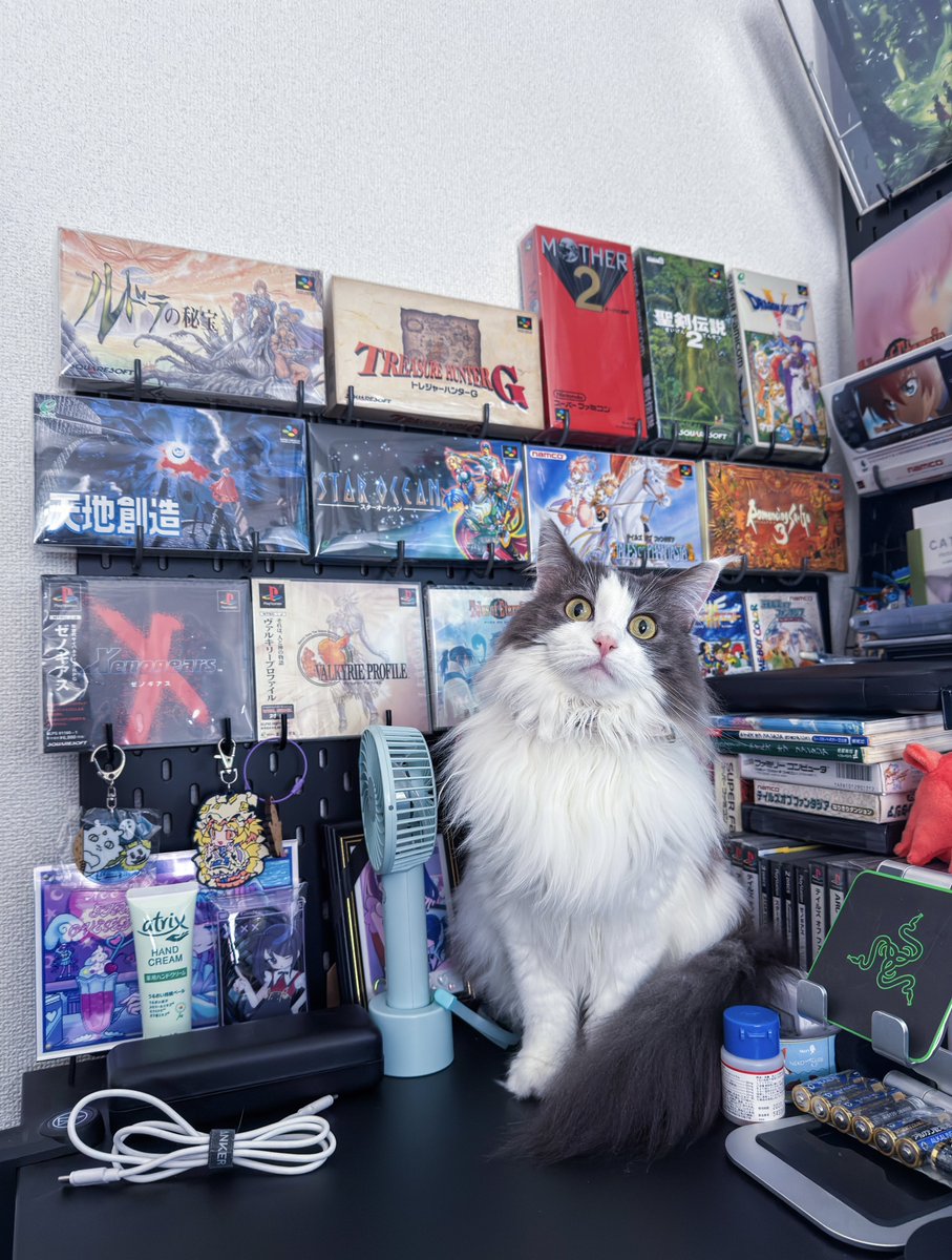 2026/2/20
今日のフェリちゃん🐈

PCデスク周りをお掃除して乗れるようになった途端にこれである🙄🙄🙄

フェリが小さい時に良く登ってたから覚えてるのかもしれない😌

単純に自分の縄張りを荒らすなって訴えてる可能性も微レ存

体重も増えそろそろ4kgになるフェリです