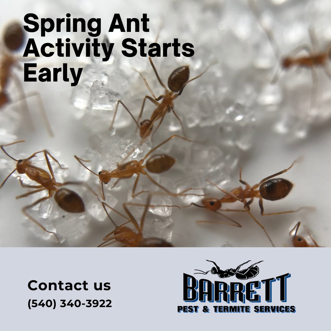 BarrettPest's tweet photo. Spring Ant Activity Starts Early 🐜

Did you know ants begin preparing for spring as early as February often inside homes?

If you’re seeing ants now, it may mean a colony is already nearby.

Schedule a consultation:
 https://t.co/Xhshktnp5a https://t.co/3n0lENto5e
