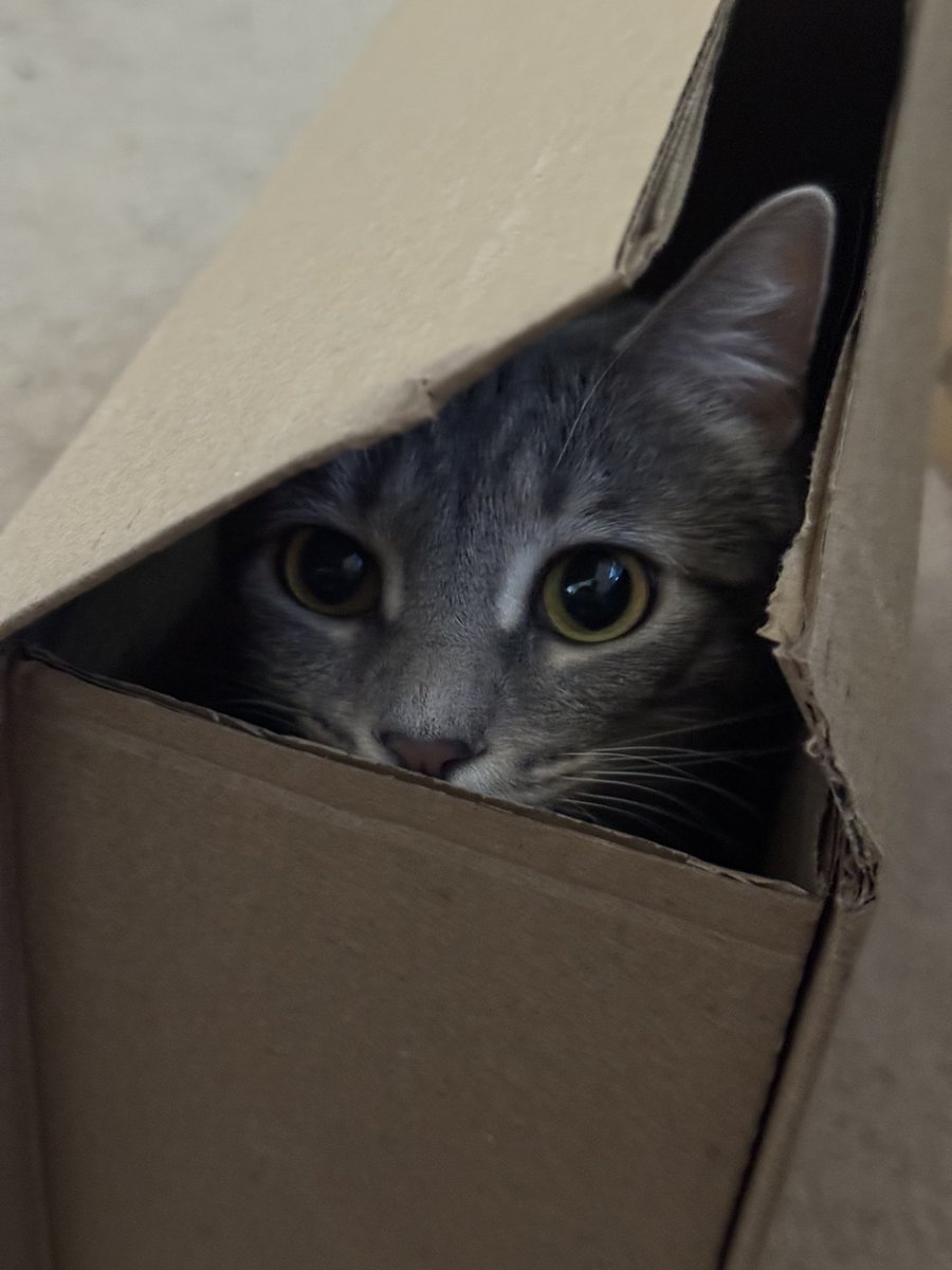 drewrog's tweet photo. If I fits, I sits. #fileunder #weirdshitmycatdoes https://t.co/uZjPIX5rNf