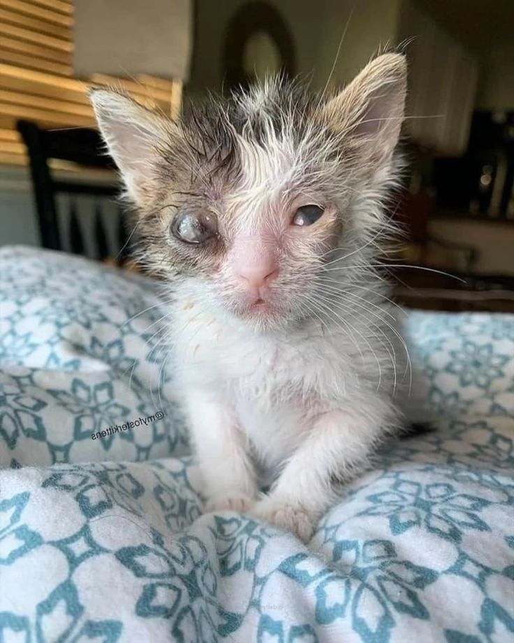 Proud__INDIAN__'s tweet image. RT @Paws_artx: One tiny soul. One big fight. 💔🐾
Still hoping. Still strong. Please send love. 💙