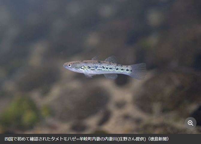 ■熱帯・亜熱帯に生息する絶滅危惧種、四国で初確認■

沖縄県や奄美群島などの南西諸島以南に生息する「タメトモハゼ」が初めて四国徳島牟岐町の内妻川で見つかった。

近年、南方種の北上傾向が強まっており、黒潮の流路の変化や海水温上昇が関係していると考えられる。

news.yahoo.co.jp/articles/e22b8…