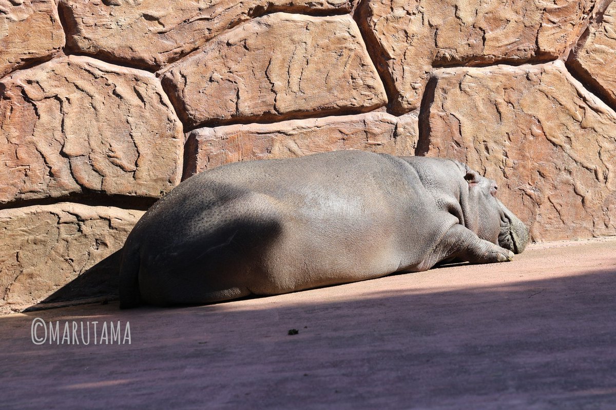 13時過ぎのお昼寝スポット
2026.2.19
＃東武動物公園　#カバ　#まんぷく