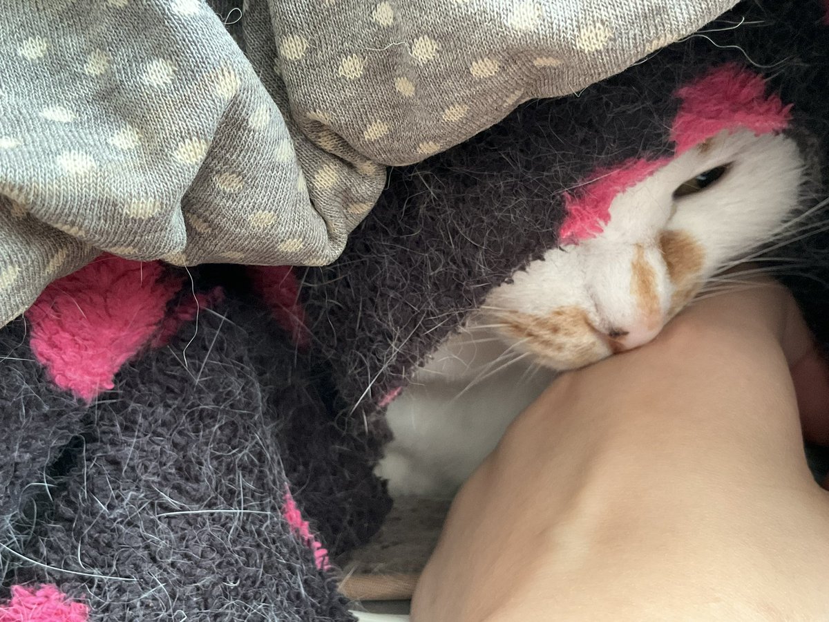 Post by うぐ🍙 on X: 朝ねこ