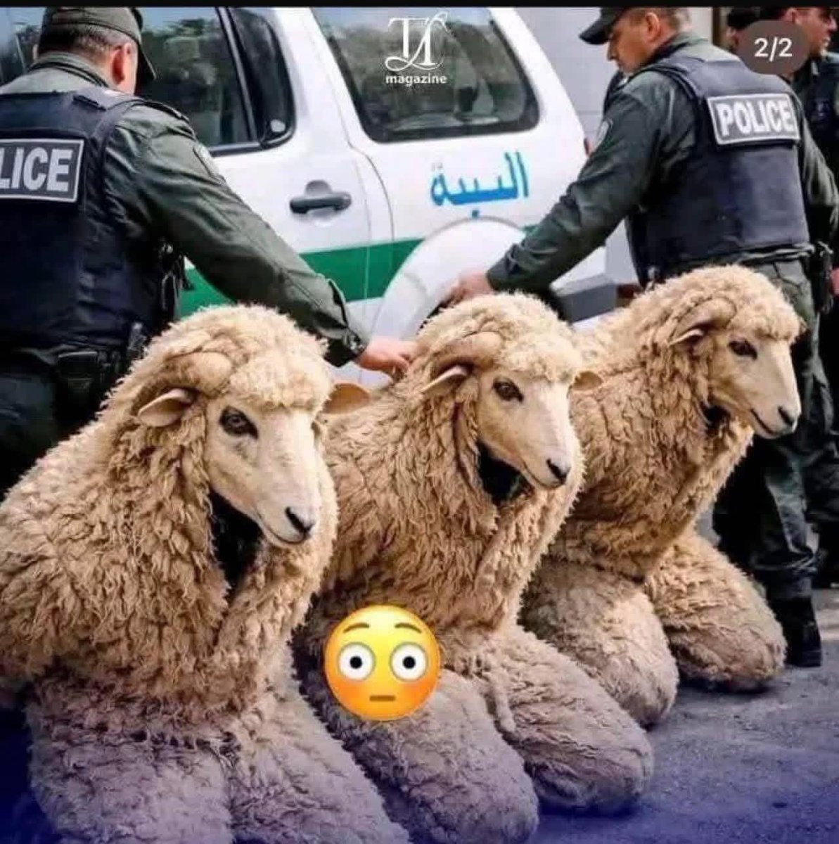 🚨🇩🇿🇪🇸La police algérienne a interpellé trois individus qui tentaient de se rendre en Espagne déguisés en mouton.