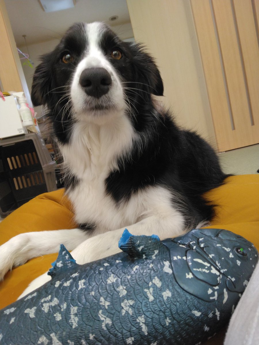 ボーダーコリーかのんと三兄弟 (@SayaFuku0213) / Posts / X