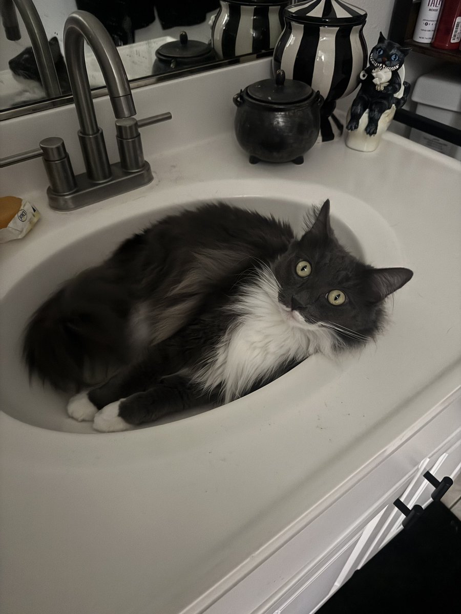 dessreneev's tweet photo. @Garrett_Watts She's my floofy princess 🖤 https://t.co/eZlUEkf0e8