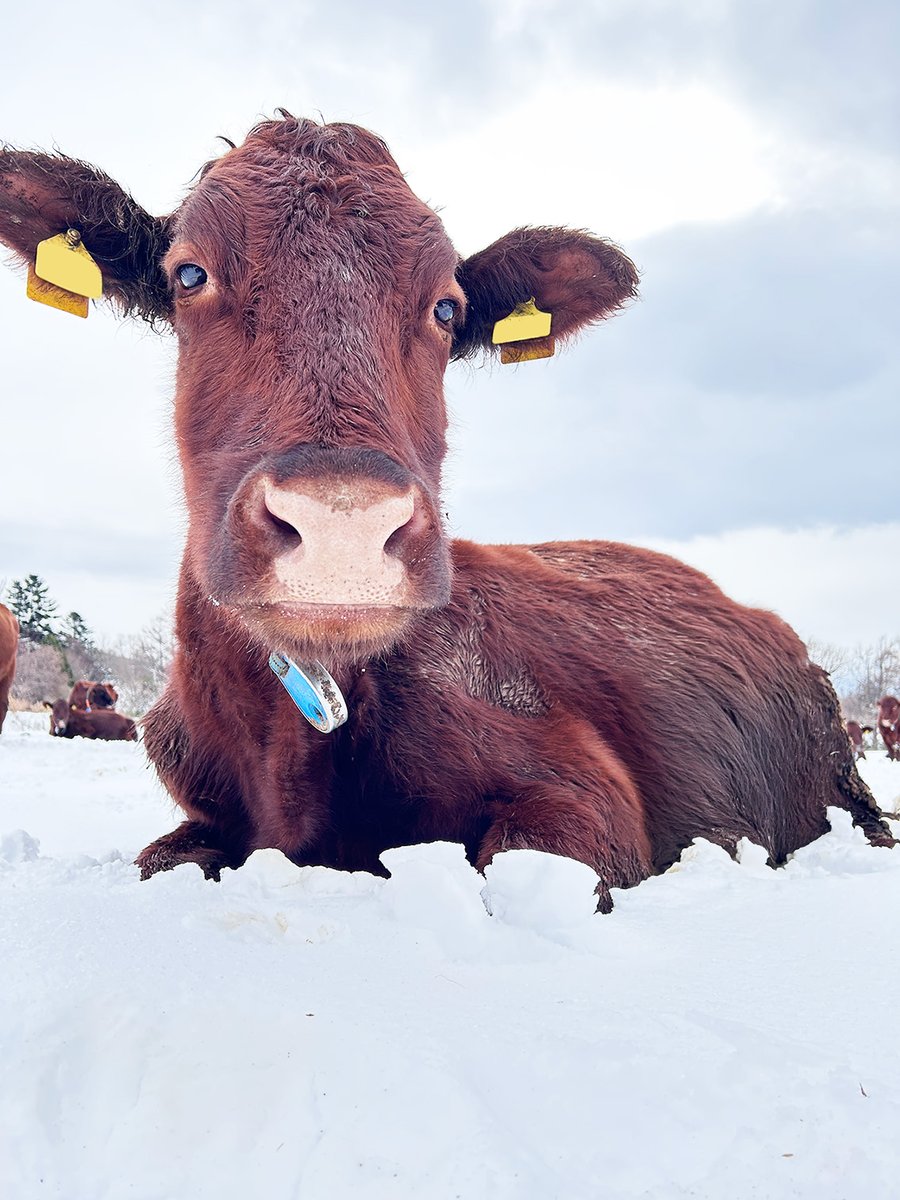 株式会社牧家 tweet media