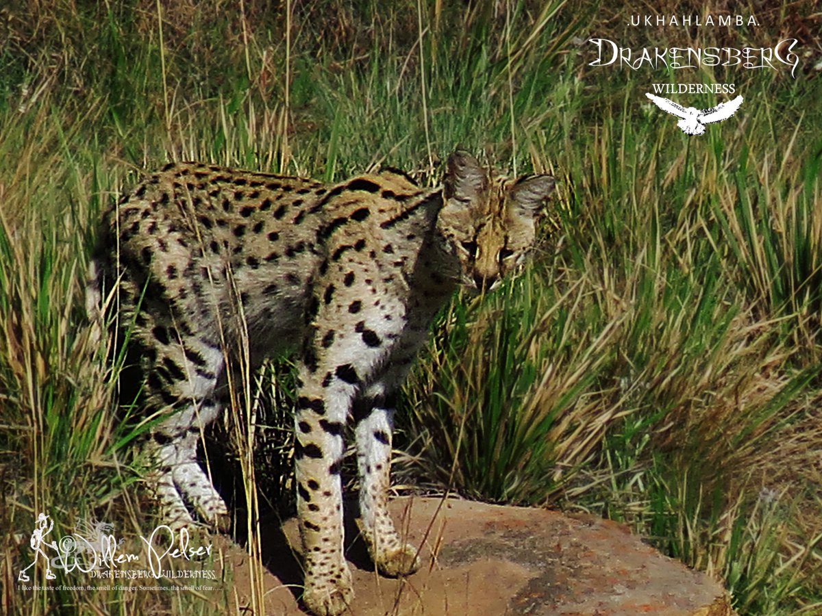 Visions of the KZN Drakensberg Wilderness...............

hikingthedrakensberg.blogspot.com